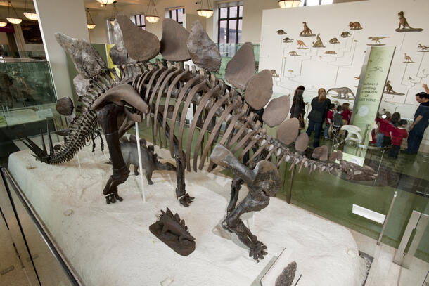 Mounted Stegosaurus fossil specimens.