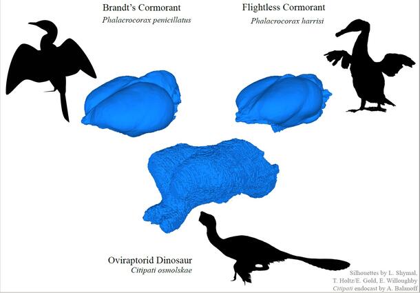 Graphic depicting brain shapes of Brandt’s Cormorant, Flightless Cormorant, and the Oviraptorid dinosaur Citipati osmolskae.