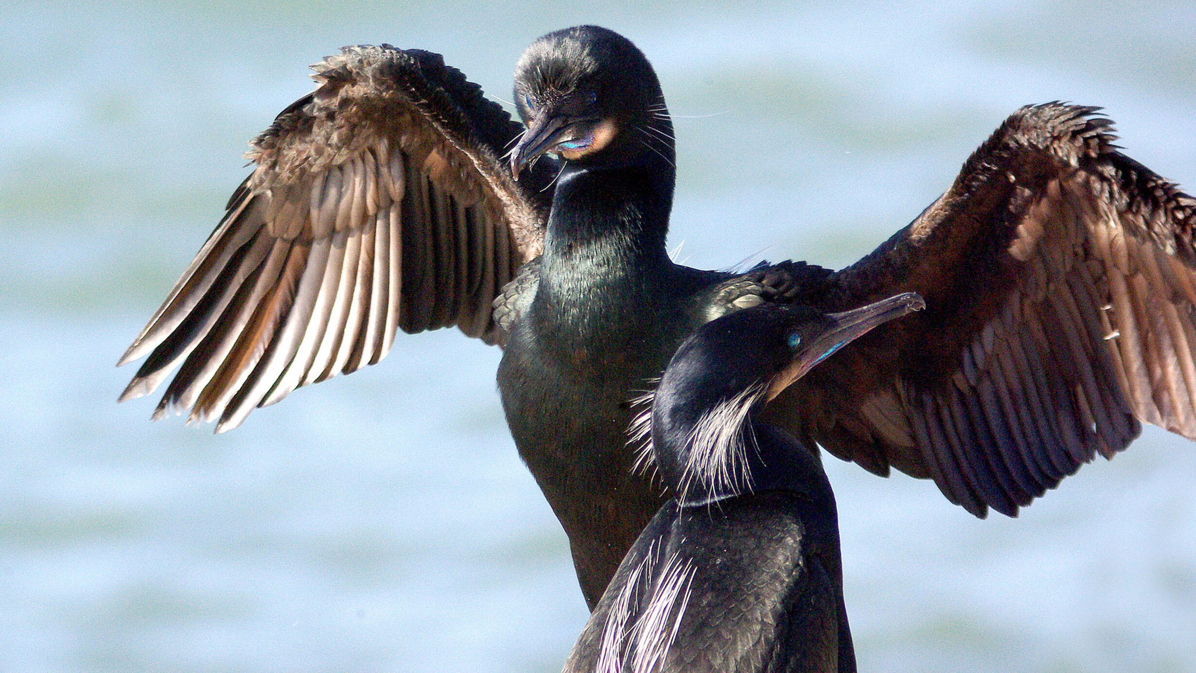 Two Brandt’s Cormorant flapping its wings.