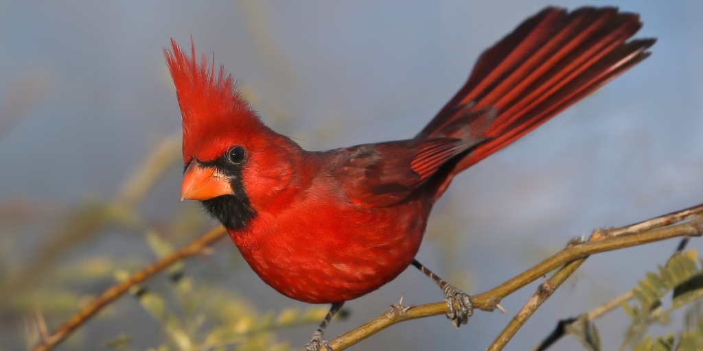 arizona cardinals bird