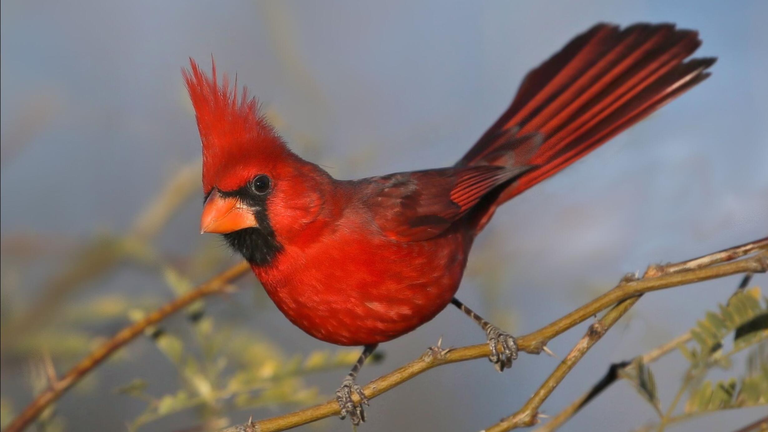 A Northern Cardinal perches on a branch, photographed in Arizona.