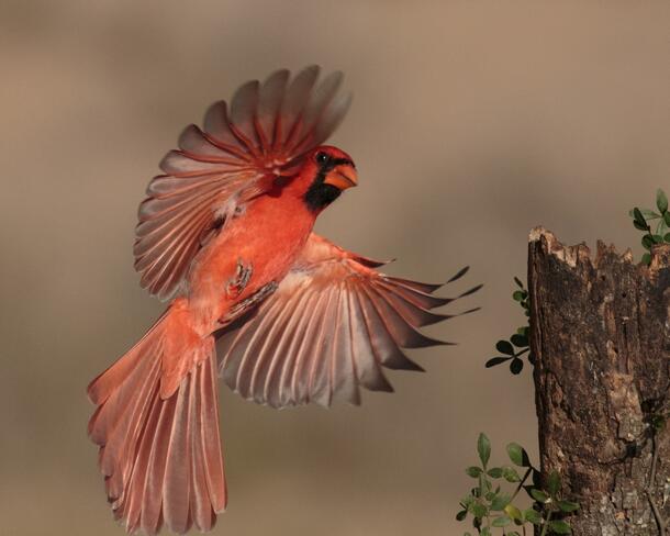 A Northern Cardinal, photographed in Texas.