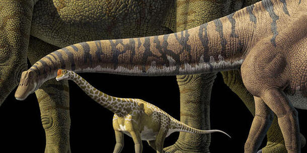 Illustration shows the size difference between three different sauropod dinosaurs.