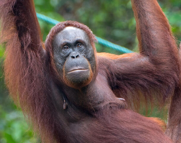 Female orangutan.