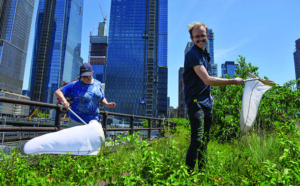 Entomologists Sarah Kornbluth and Corey Smith netting bees on the High Line. 