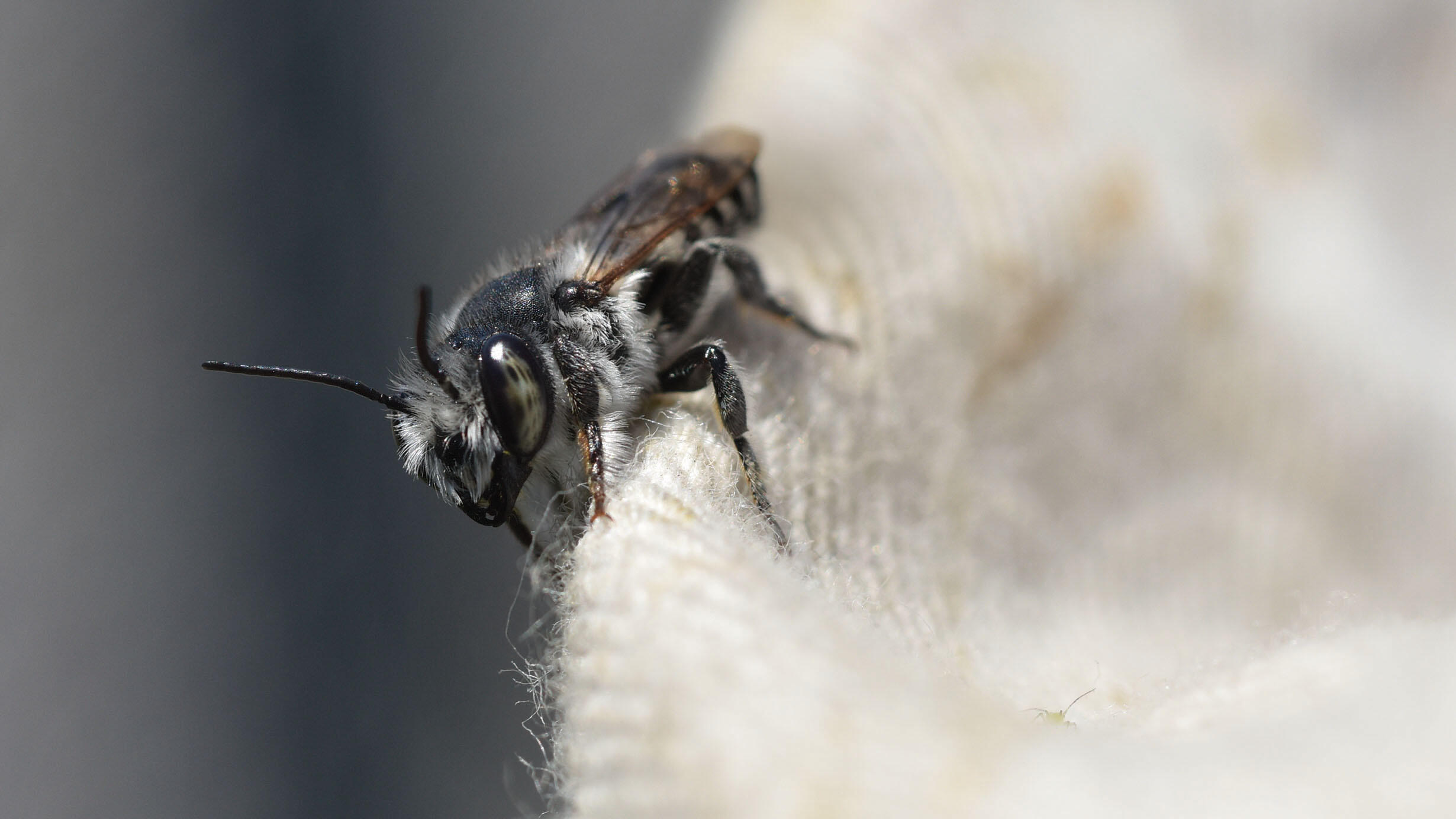 Close-up of a bee.
