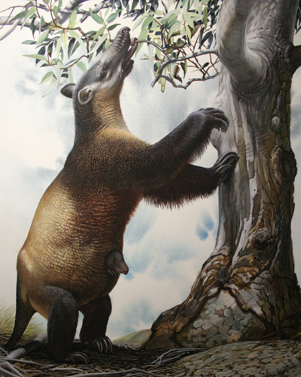 A pony-sized, furry, marsupial "tapir" with long forearms and a fleshy long snout stands against tree trunk and wraps its tongue around a branch.
