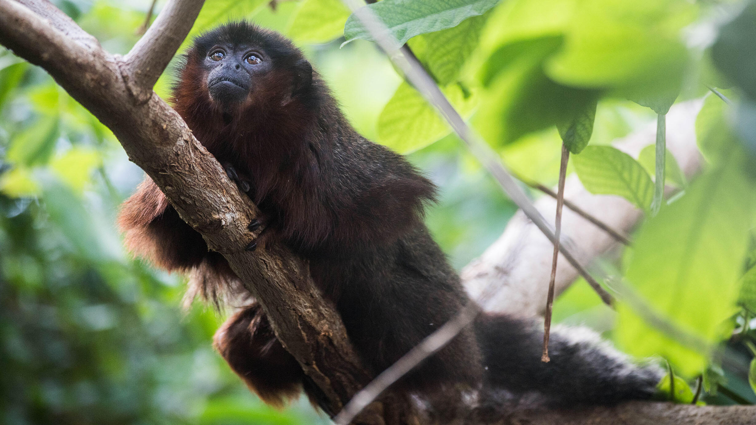 Red titi monkey perched on a branch.