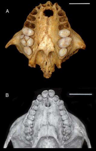 Skull of Xenothrix skull compared with skull of a copper titi monkey, Plecturocebus cupreus.