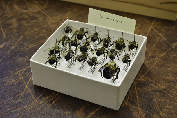 A box contains labeled specimens of the common eastern bumble bee.