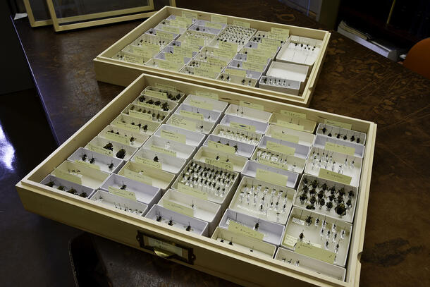 Boxes containing specimens from the American Museum of Natural History’s bee collection. 