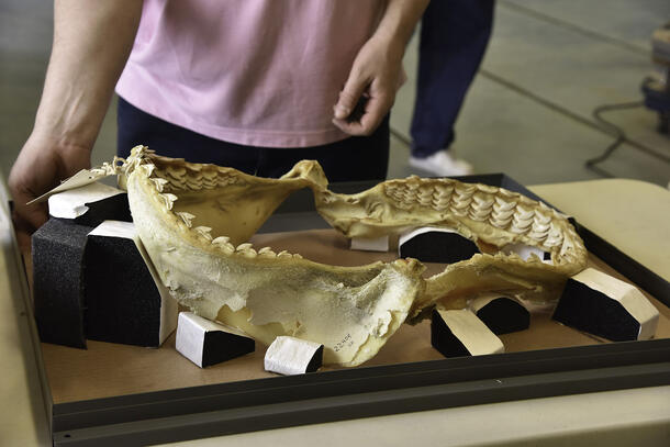 A shark jaw rests on the table, propped up by custom made foam blocks. Conservator stands behind it.