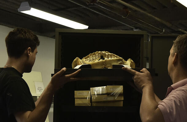 Two conservators slide a tray with a shark jaw into a metal case for transport across the Museum.