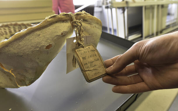 Partial view of skeletal specimen with hand-written tag that reads: leopard shark jaw, 1924.