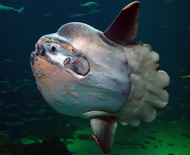 Mola or ocean sunfish. 