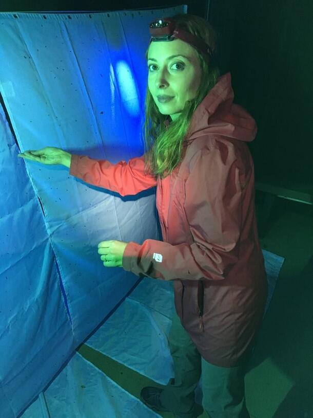 Anna Holden wears a headlamp to investigate specimens drawn to a hanging sheet. 