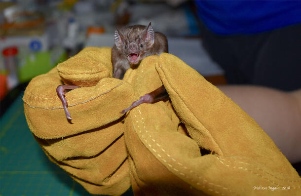 Vampire (Desmodus) bat is gently held in a gloved hand.