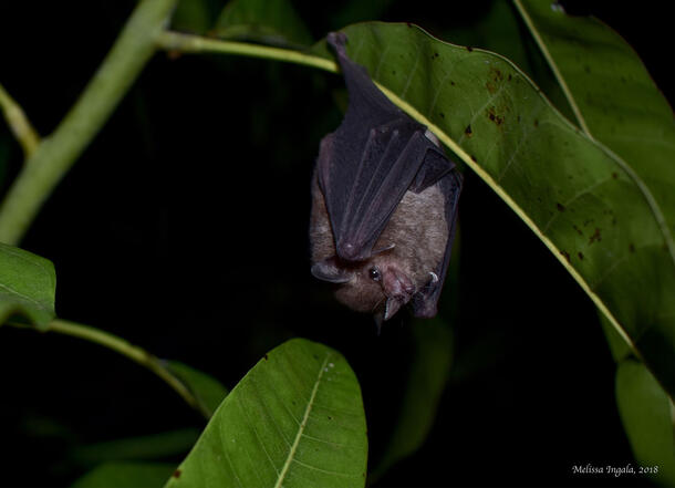 Long-tongued bat hangs upside down from a leafy branch.
