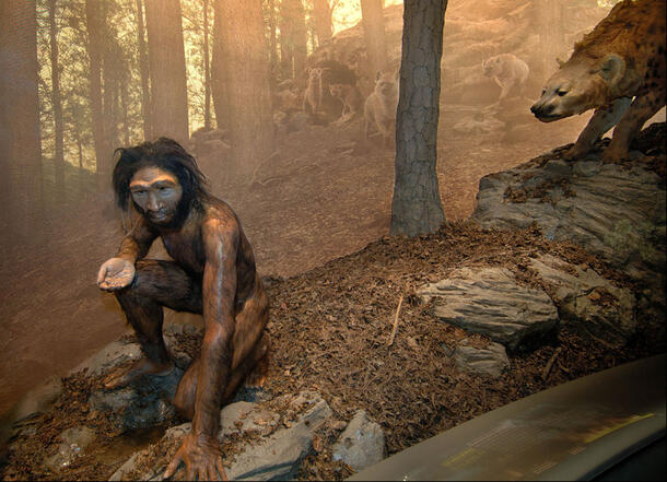 Museum diorama displays model of Peking Man kneeling on a life-like replica of a forest floor as a wild animal approaches.