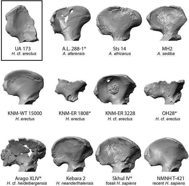 Multiple views of hominin ilia pelvis bones.