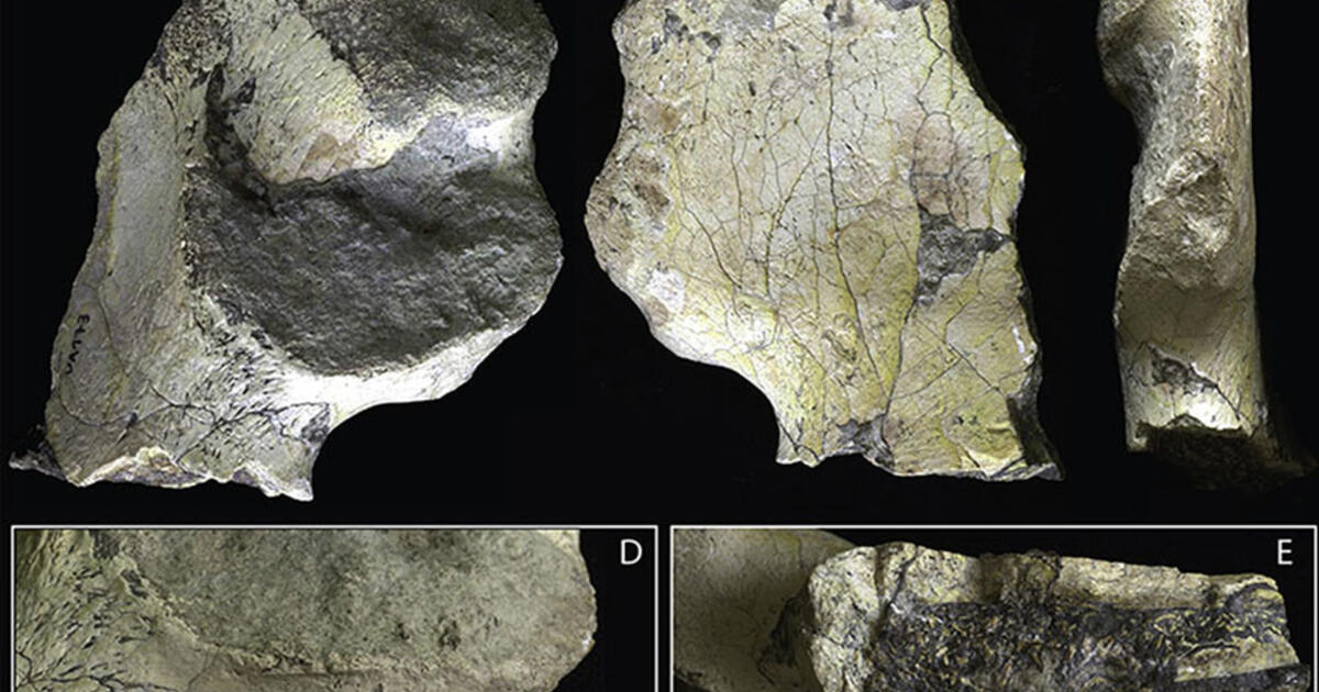 Hominin Pelvic Bone Sheds Light on Human Evolution | AMNH