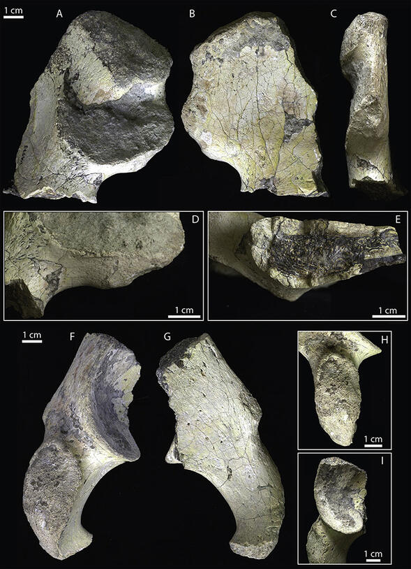 A. Hammond, et al. Journal of Human Evolution