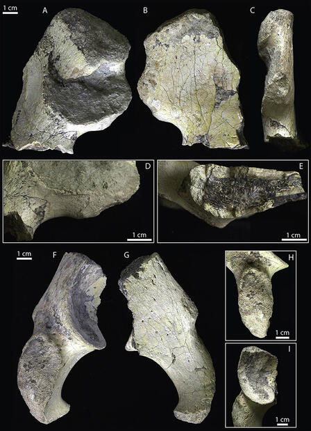 A. Hammond et al.  Journal of Human Evolution
