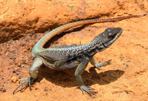 Madagascan iguana poses alertly on a sandy surface.