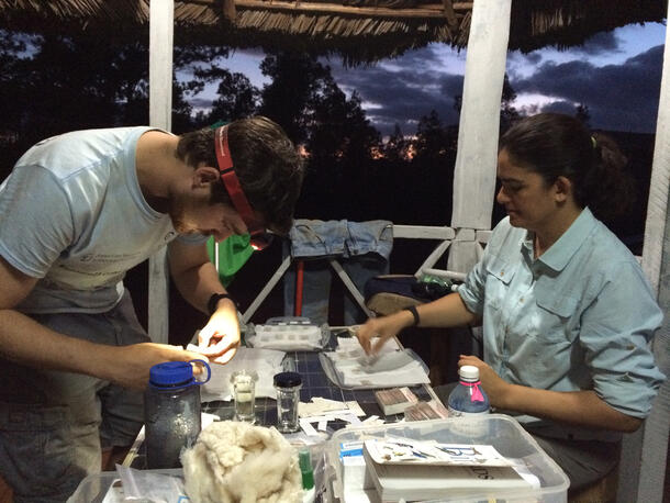 Spencer Galen and Ana Luz Porzecanski work at table preparing specimens, as the sky darkens over Alejandro de Humboldt National Park in Cuba.