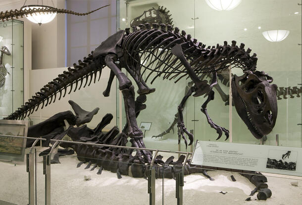 Fossil skeleton of Allosaurus. 