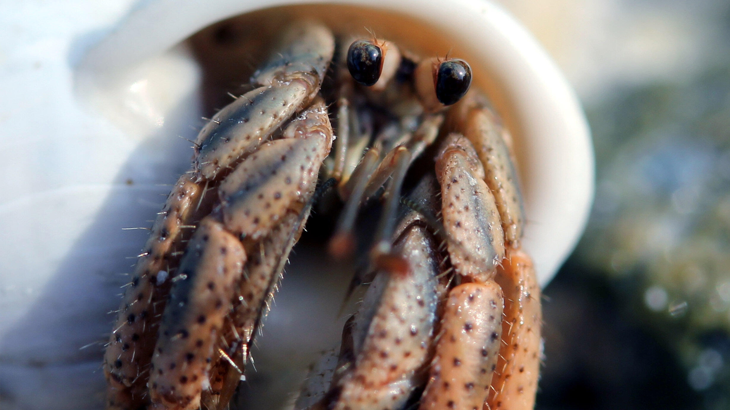 Caribbean hermit crab (Coenobita clypeatus) peeks out of its shell.
