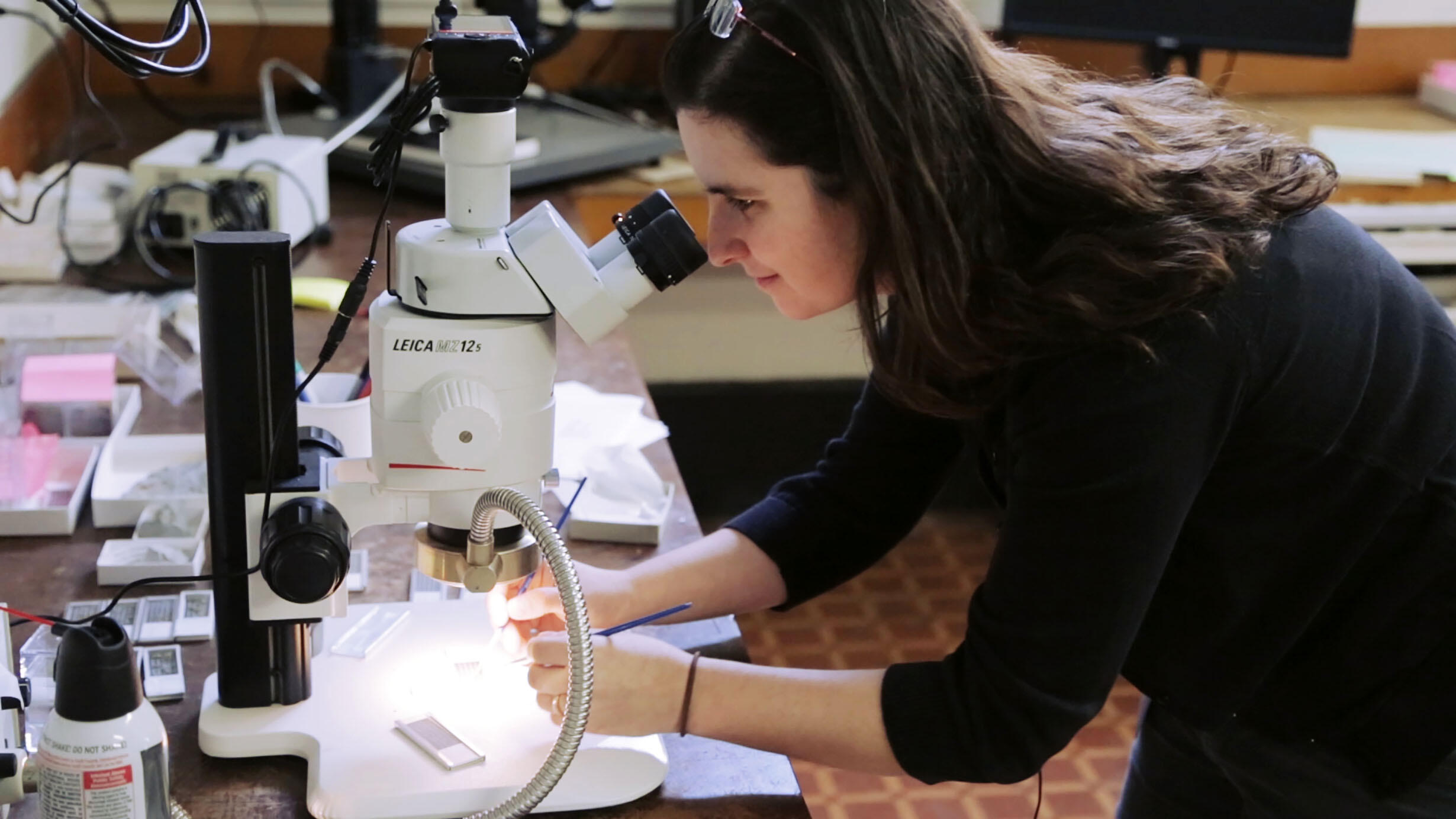 Melanie Hopkins, an associate curator in the Museum’s Division of Invertebrate Zoology, looking at specimens with a microscope.