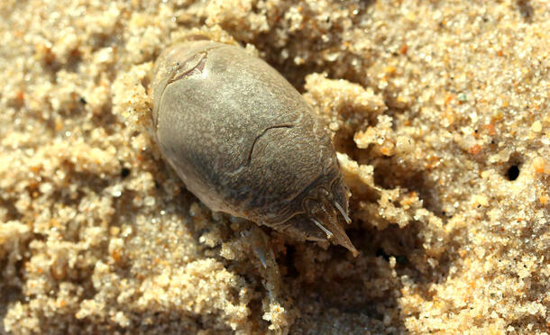 A mole crab (Emerita).