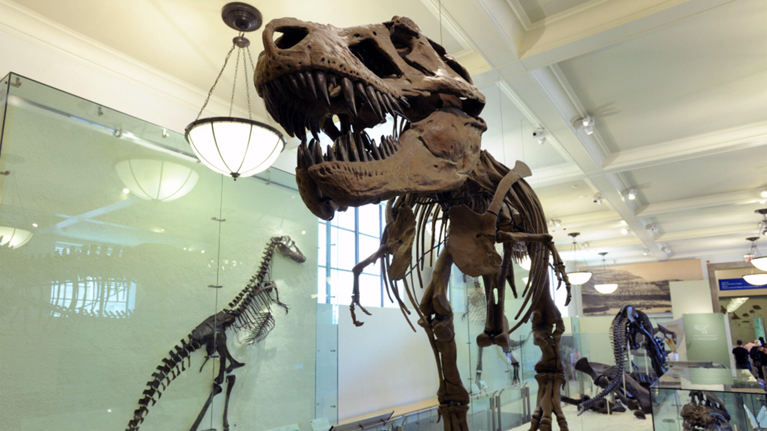 Mounted Tyrannosaurus rex fossil skeleton.