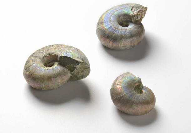 Grouping of three fossilized ammonites displaying iridescence. 