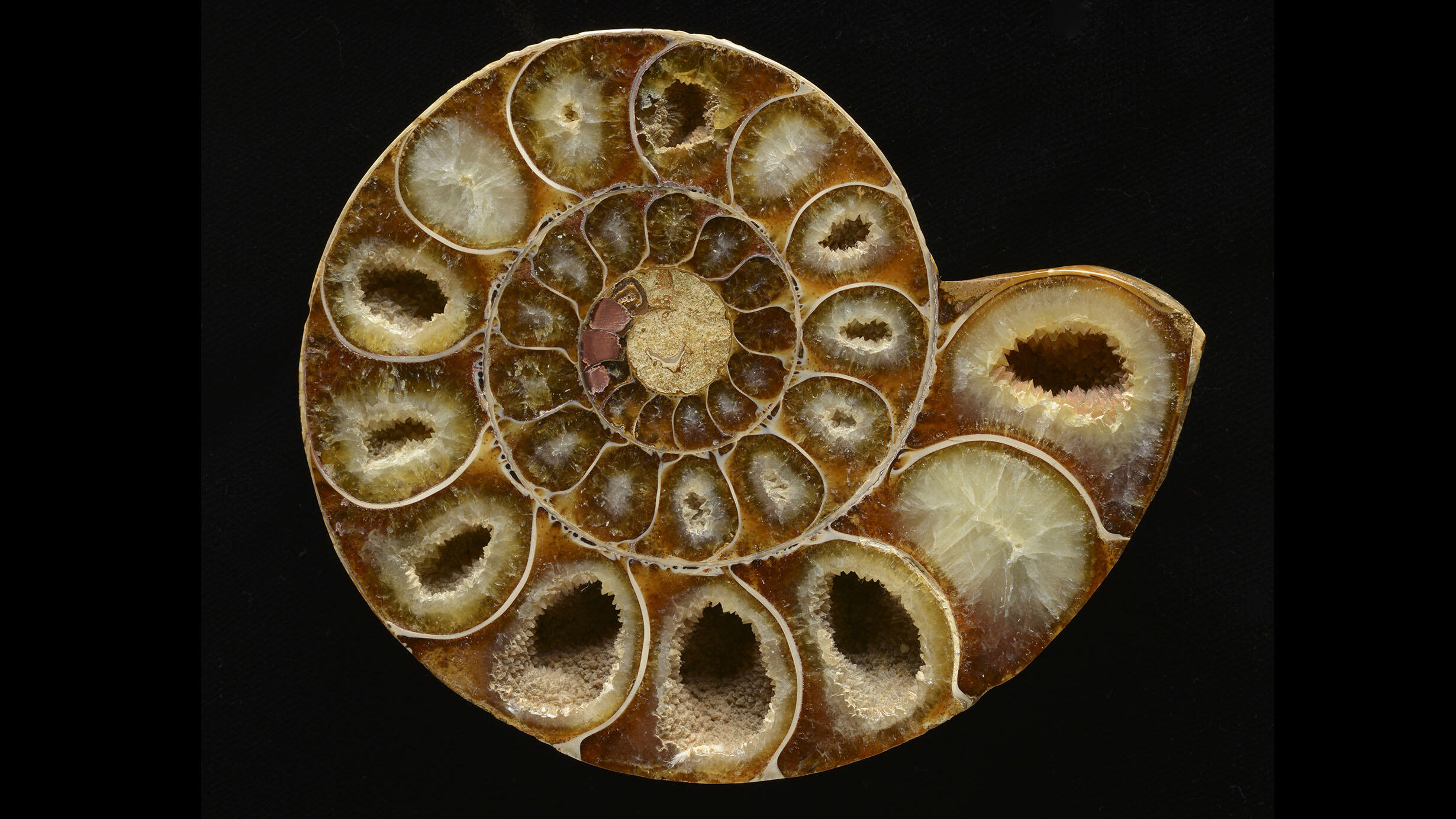 Fossil ammonite from Madagascar. 