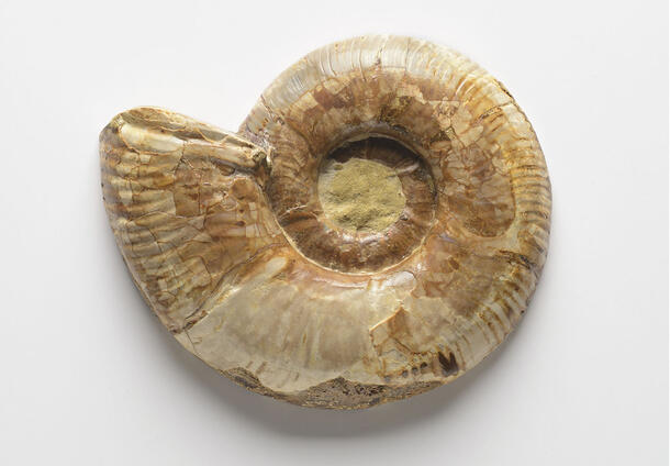 Fossil ammonite. 