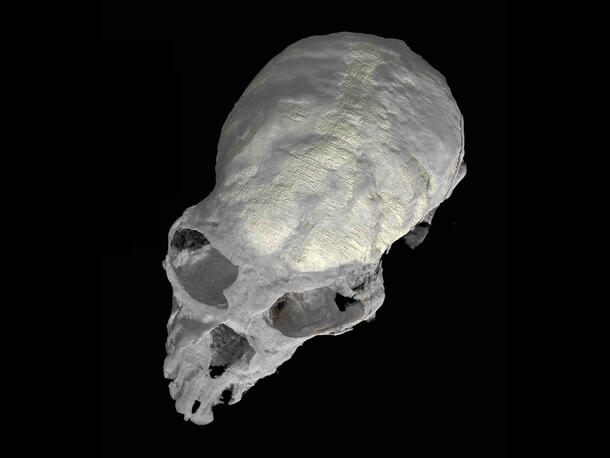 CT scan of Chilecebus carrascoensis fossil skull. 