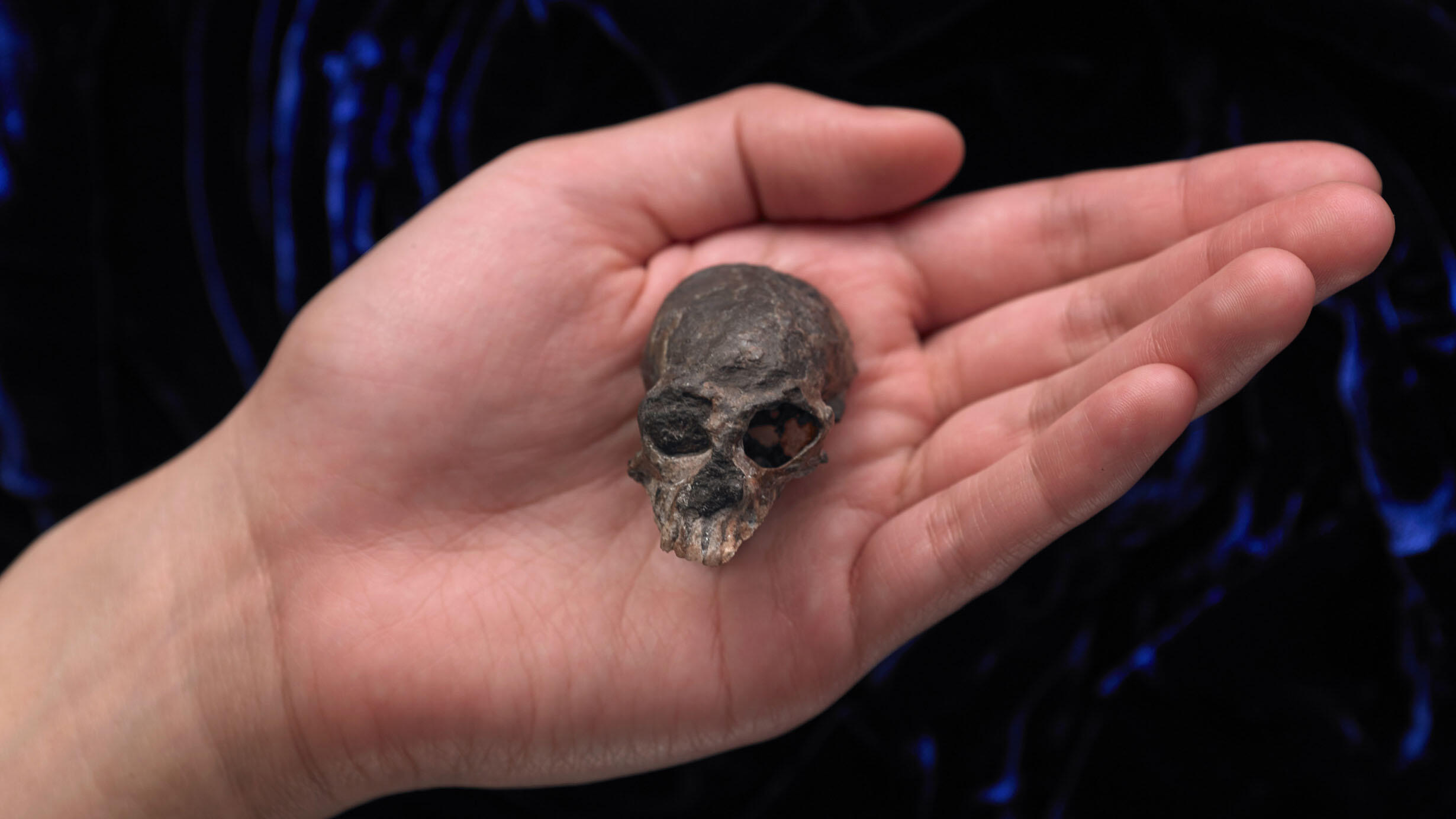 Hand holding a fossil skull of Chilecebus carrascoensis.