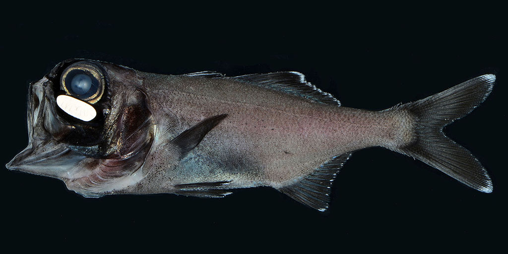 Flashlight Fish Use Bioluminescence to School AMNH