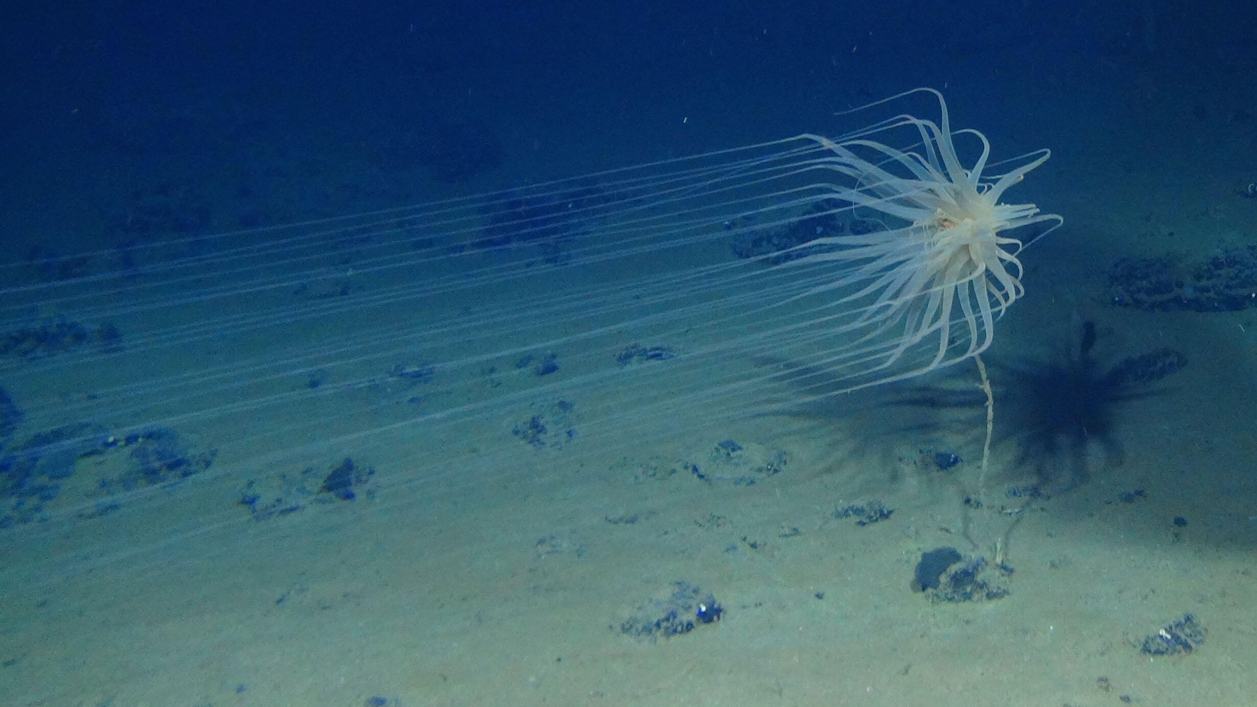 Relicanthus daphneae swimming near the seafloor.