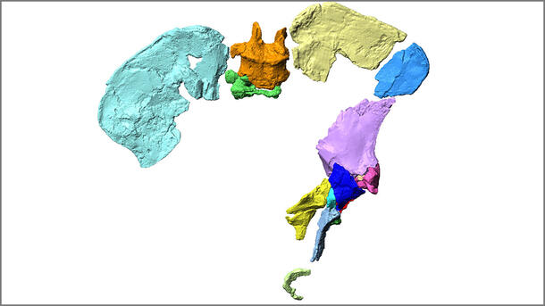 Digital reconstruction of Oreopithecus bambolii pelvis.