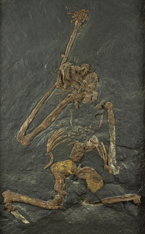 Oreopithecus skeleton.