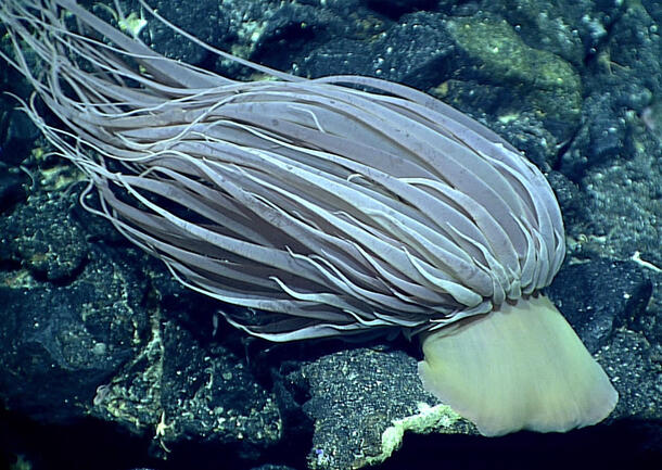 Two Relicanthus daphneae individuals swimming beside a rock formation.