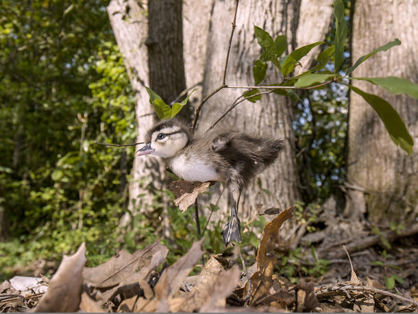 Wood duckling jumping from its nest to the ground. 