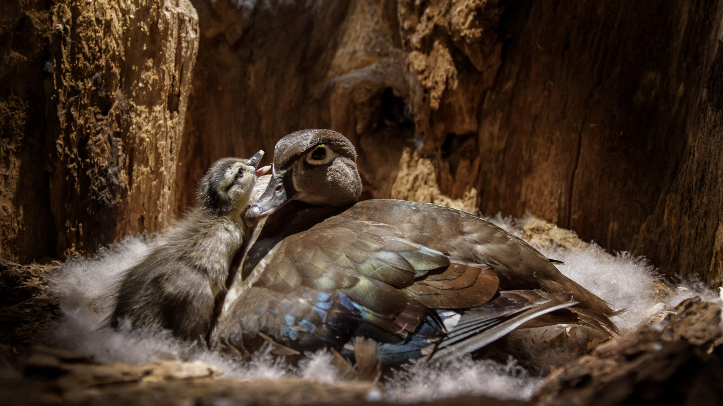 Wood duck and duckling in nest.