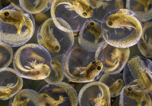 Spotted salamander eggs in water. 