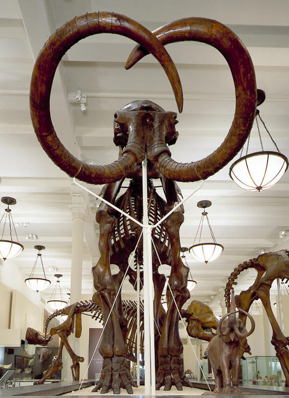 View of a mammoth skeleton’s tusks in the Hall of Advanced Mammals.