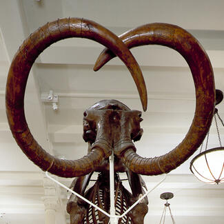 View of a mammoth skeleton’s tusks in the Hall of Advanced Mammals.