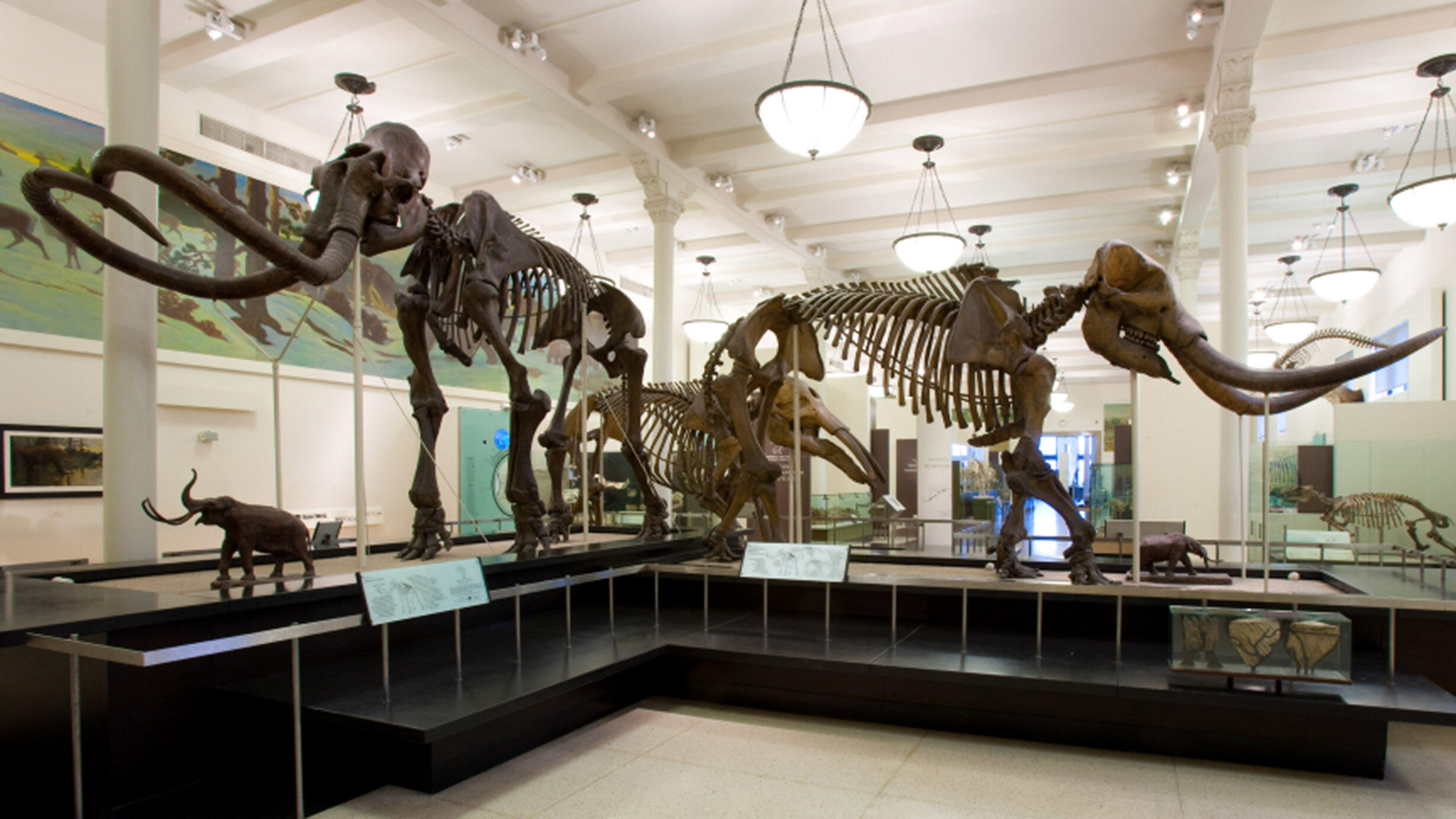 Mounted mammoth and mastodon fossil skeletons.